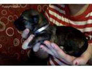 German Shepherd Dog Puppy for sale in Halethorpe, MD, USA
