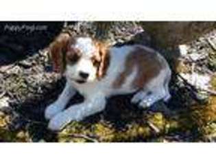 Cavalier King Charles Spaniel Puppy for sale in Geneva, NY, USA