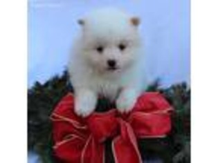 Pomeranian Puppy for sale in Narvon, PA, USA