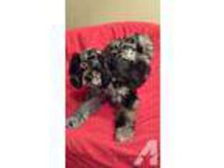Mutt Puppy for sale in KILLEEN, TX, USA