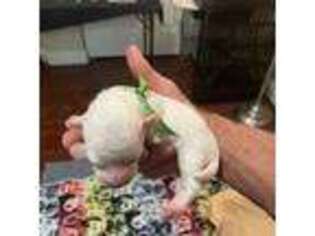 Bichon Frise Puppy for sale in Wasilla, AK, USA