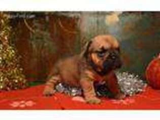 Bulldog Puppy for sale in Christiansburg, VA, USA