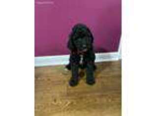 Mutt Puppy for sale in Grand Rivers, KY, USA