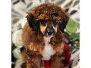 Mutt Puppy for sale in Bristow, OK, USA