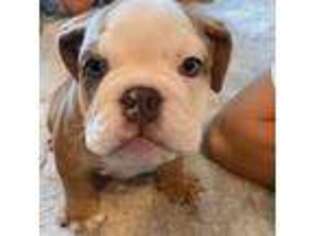 Bulldog Puppy for sale in Vacaville, CA, USA