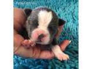 Boston Terrier Puppy for sale in Terrebonne, OR, USA