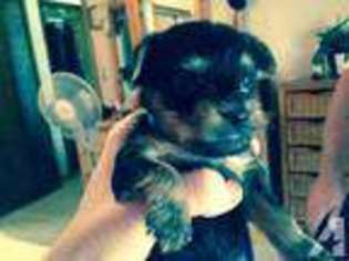 Yorkshire Terrier Puppy for sale in REDDING, CA, USA