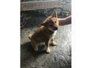 Shiba Inu Puppy for sale in Mayslick, KY, USA