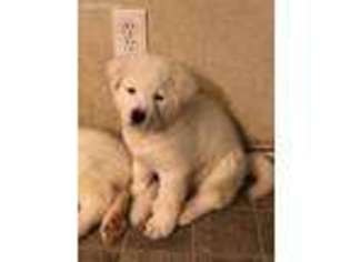 Akita Puppy for sale in Buda, TX, USA