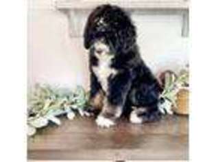 Mutt Puppy for sale in Parowan, UT, USA