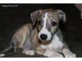 View Ad Whippet Puppy For Sale Near Florida Ocala Usa Adn