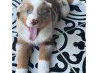 Australian Shepherd Puppy for sale in Miami, FL, USA