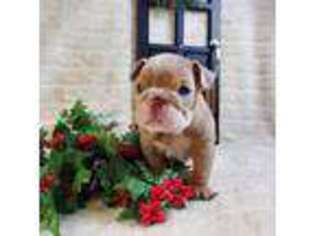 Bulldog Puppy for sale in Saltville, VA, USA