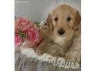 Goldendoodle Puppy for sale in Wyoming, NY, USA