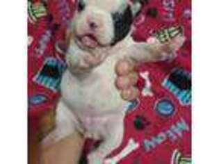 French Bulldog Puppy for sale in Philip, SD, USA