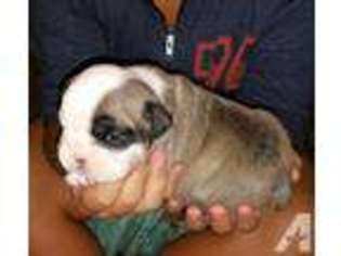 Bulldog Puppy for sale in CANYON LAKE, TX, USA