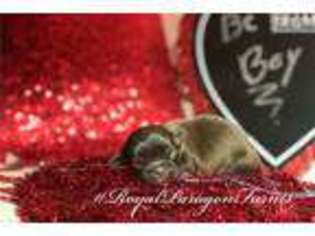 Medium Photo #1 Mutt Puppy For Sale in Jackson, MS, USA