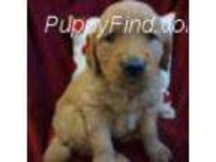 Golden Retriever Puppy for sale in Sheldon, IA, USA