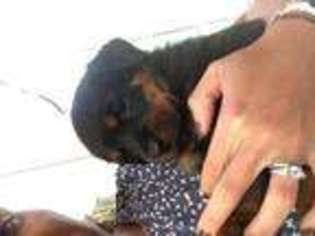 Rottweiler Puppy for sale in PROSPECT, CT, USA