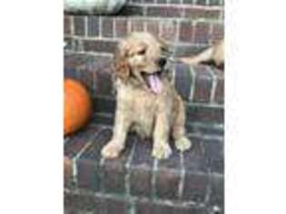 Goldendoodle Puppy for sale in Trenton, GA, USA