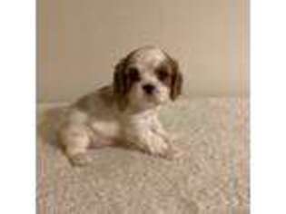Cavalier King Charles Spaniel Puppy for sale in Lexington, OK, USA