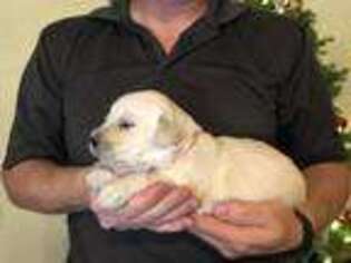 Golden Retriever Puppy for sale in Salina, UT, USA