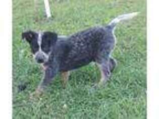 Australian Cattle Dog Puppy for sale in Puxico, MO, USA