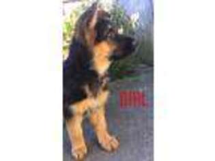 German Shepherd Dog Puppy for sale in Vancouver, WA, USA