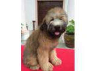 Soft Coated Wheaten Terrier Puppy for sale in Brooksville, FL, USA