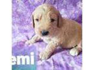 Goldendoodle Puppy for sale in Blythe, GA, USA