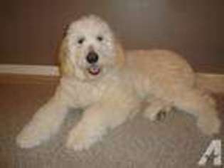 Goldendoodle Puppy for sale in CAMPBELL, MN, USA