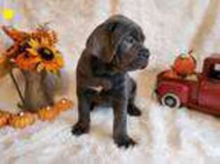 Medium Photo #1 Cane Corso Puppy For Sale in Damascus, MD, USA