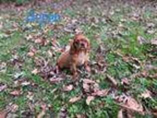 Cavalier King Charles Spaniel Puppy for sale in Troy, MO, USA