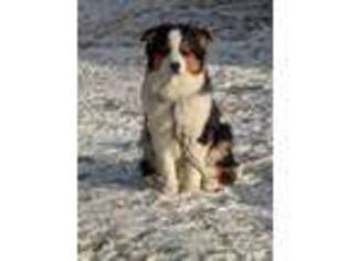 Australian Shepherd Puppy for sale in Plymouth, NY, USA