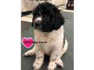 Newfoundland Puppy for sale in Cortland, OH, USA