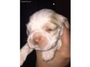 Cocker Spaniel Puppy for sale in Pipe Creek, TX, USA