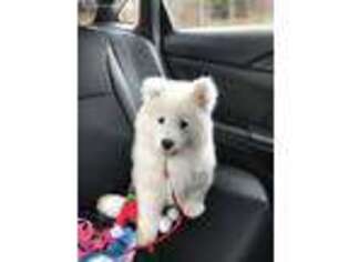 Samoyed Puppy for sale in Grafton, OH, USA