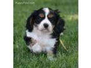Cavalier King Charles Spaniel Puppy for sale in Kendallville, IN, USA