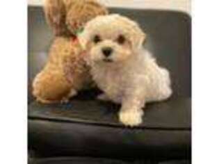 Maltese Puppy for sale in Boca Raton, FL, USA