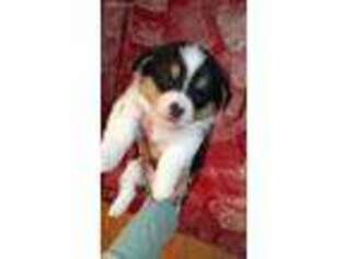 Pembroke Welsh Corgi Puppy for sale in Fairfield, IA, USA