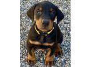 Doberman Pinscher Puppy for sale in Norco, CA, USA