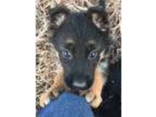 German Shepherd Dog Puppy for sale in Harrisville, MI, USA