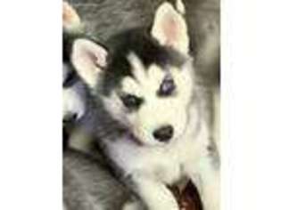 Siberian Husky Puppy for sale in Belgium, WI, USA