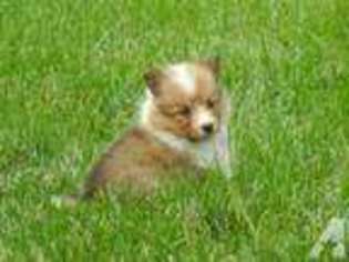 Shetland Sheepdog Puppy for sale in KENNETT SQUARE, PA, USA