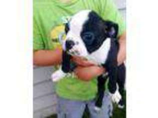 Boston Terrier Puppy for sale in Pillager, MN, USA