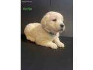 Golden Retriever Puppy for sale in Eldorado, OH, USA