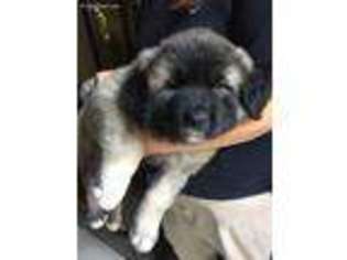 Mutt Puppy for sale in El Centro, CA, USA