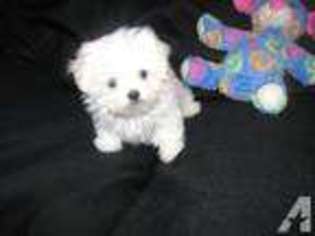 Maltese Puppy for sale in ANGIER, NC, USA