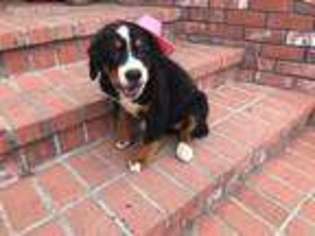Bernese Mountain Dog Puppy for sale in Exeter, CA, USA