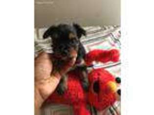 Chorkie Puppy for sale in East Berlin, CT, USA